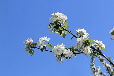 A blooming branch of a spring apple tree against a blue sky Stock Photos