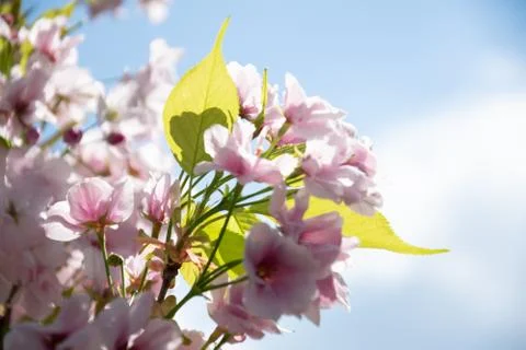Blooming branch in spring Stock Photos