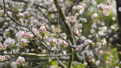Blooming branch of spring tree with white flowers close up. Apple, cherry Video stock 153924462