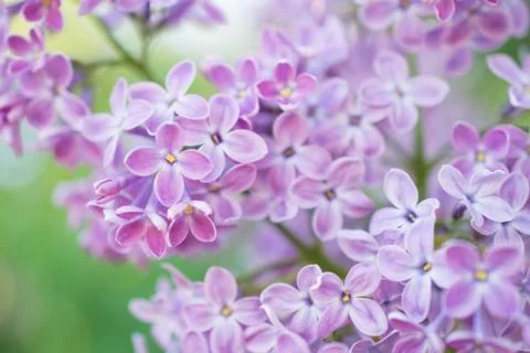 Blooming branch in springtime. Closeup macro of blooming lilac purple flowers Stock-Fotos