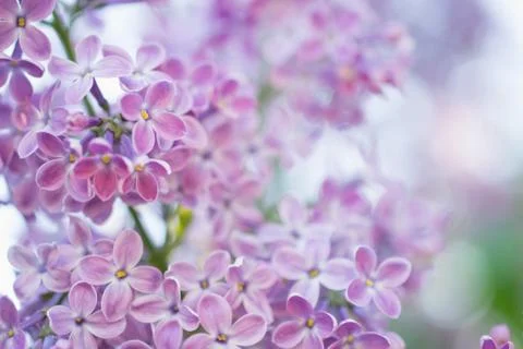 Blooming branch in springtime. Closeup macro of blooming lilac purple flowers Fotos de archivo