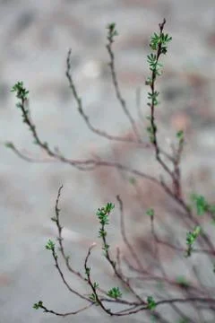 Blooming branch of a willow in the spring Stock Photos