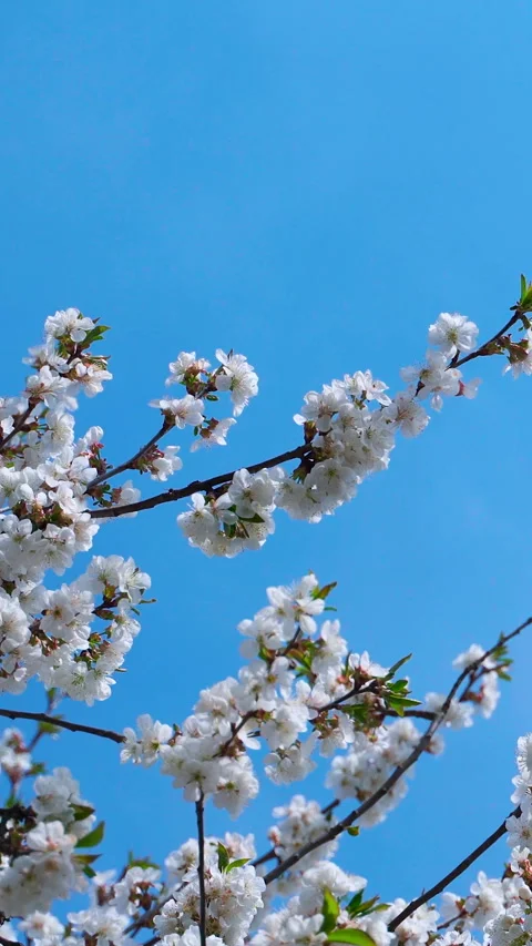 Blooming branches against blue sky. Beautiful white flowers of a fruit tree Stock Footage 274410164
