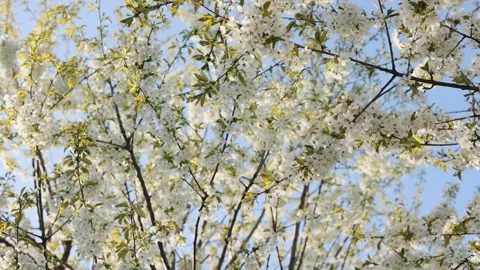 Blooming branches against clear sky. Spring renewal with cherry blossoms Vidéo 333593754