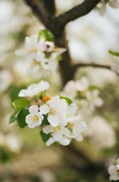 Blooming branches of an apple tree close-up. A tree in the garden. Stock Photos