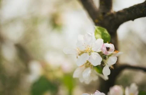 Blooming branches of an apple tree close-up. A tree in the garden. Stock Photos