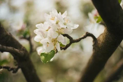 Blooming branches of an apple tree close-up. A tree in the garden. Stock Photos