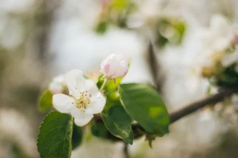 Blooming branches of an apple tree close-up. A tree in the garden. Stock Photos