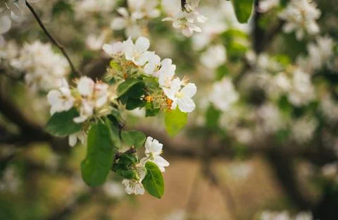 Blooming branches of an apple tree close-up. A tree in the garden. Stock Photos