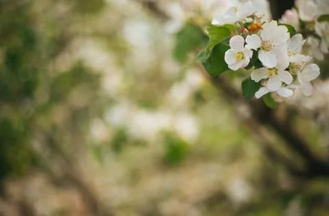 Blooming branches of an apple tree close-up. A tree in the garden. Stock-Fotos