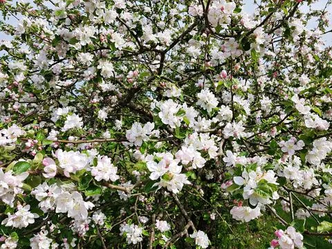 Blooming branches of an apple tree with many bright flowers on warm spring da Stock-Fotos