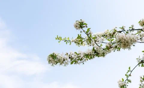 Blooming branches of apple tree Stock Photos