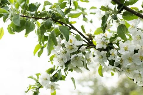 Blooming branches of apple tree Stock Photos
