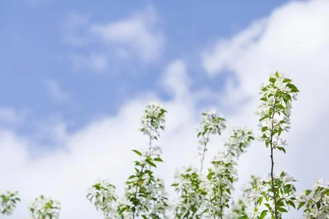 Blooming branches of apple tree on sky background Stock Photos