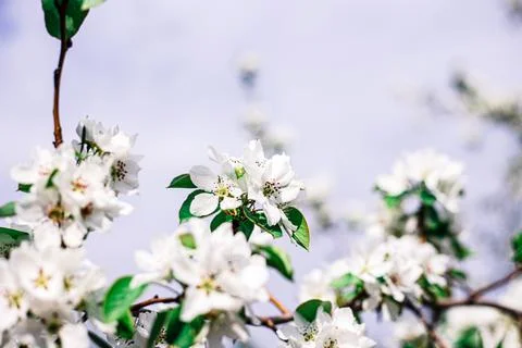 Blooming branches of an apple tree. White flowers on a tree in the garden. Stock Photos