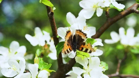 Blooming branches of Apple trees Stock Footage 123647977