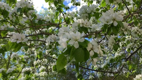Blooming branches of apple trees sway in the wind Stock Footage 154027576