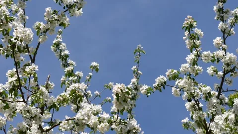 Blooming branches of apple trees sway in the wind, spring background. Stock Footage 274226774