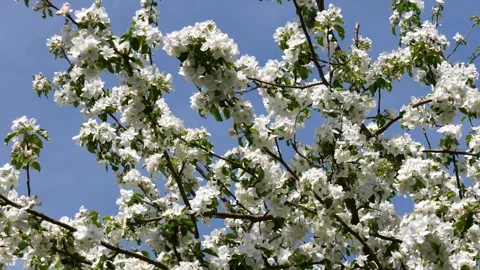 Blooming branches of apple trees sway in the wind, spring background. Stock Footage 274226951