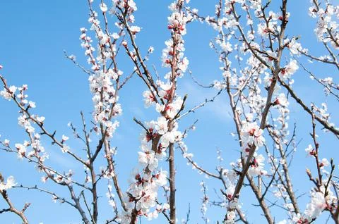 Blooming branches of apricot tree with white flowers against clear blue sky.. Stock Photos