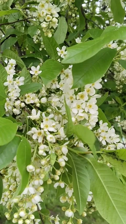 Blooming branches of bird cherry. Spring aroma. Allergy. White flowers. Prunus Stock Footage 309878419