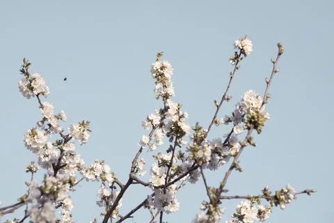 Blooming branches on blue sky background Stock Photos