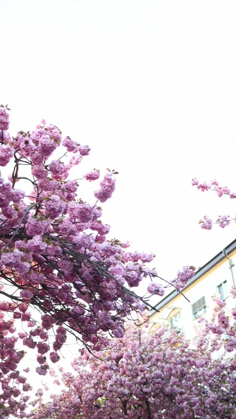 Blooming branches in bright sky Stock Footage 334043034