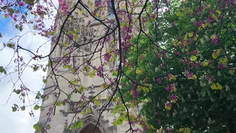 Blooming branches of Cercis tree with bright pinkish-red flowers in park. Stock Footage 311937420