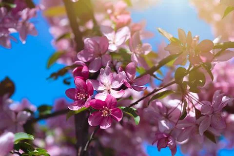 Blooming branches of cherry on a background of blue sky on a sunny day. Branch Stock Photos