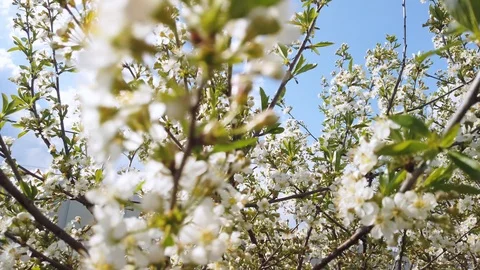 Blooming branches of cherry tree with flowers in the spring sunny day Stock Footage 107714183