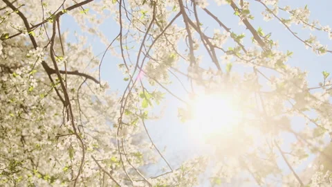 Blooming branches of a cherry tree in the rays of the sun Stock Footage 154329023