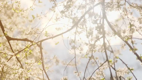 Blooming branches of a cherry tree in the rays of the sun swaying in the wind Stock Footage 154329062