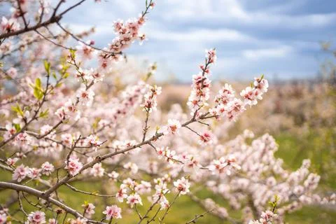 Blooming branches covered flowers, picturesque cityscape Prague in spring time Stock Photos