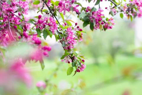 Blooming branches of a decorative apple tree. A blossoming tree. Foto stock