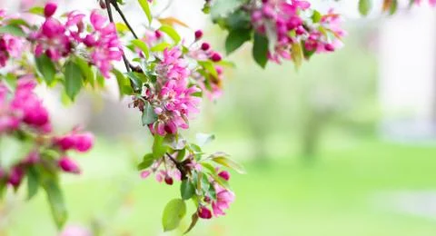 Blooming branches of a decorative apple tree. A blossoming tree. Photos
