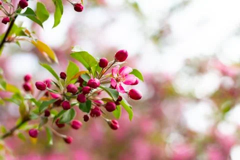 Blooming branches of a decorative apple tree. A blossoming tree. Stock Photos
