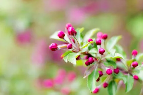 Blooming branches of a decorative apple tree. A blossoming tree. Foto stock