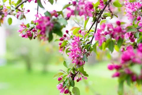 Blooming branches of a decorative apple tree. A blossoming tree. Stock-Fotos