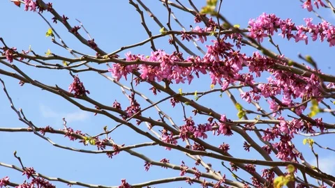 Blooming Branches 库存影片 123921567