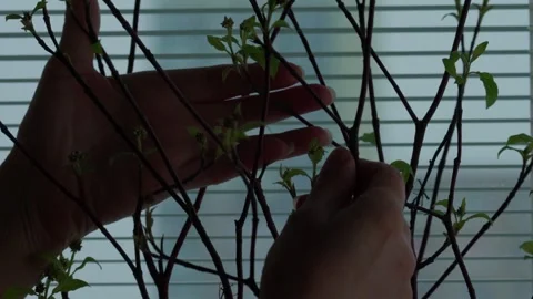 Blooming branches Stock Footage 305861224