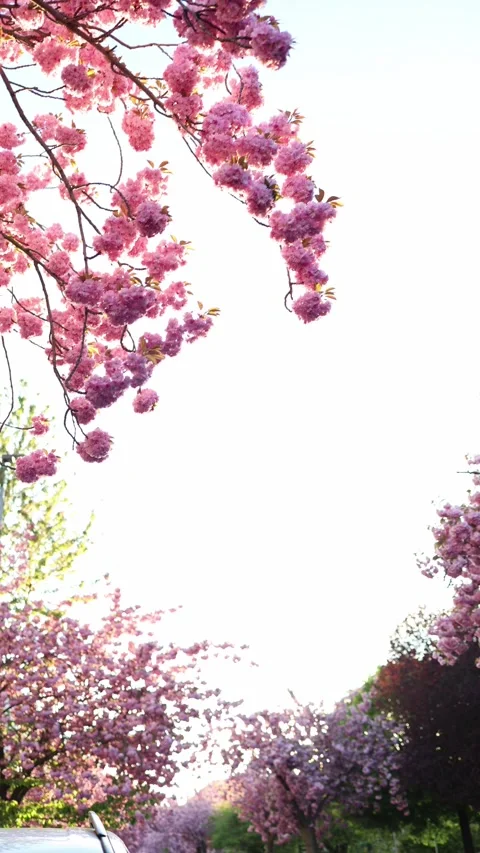 Blooming branches framing bright sky Stock Footage 334043307