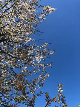Blooming branches of a fruit tree and a the blue sky. Stock Photos