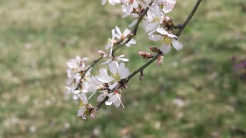 Blooming branches of a fruit tree in spring Stock Footage 174270281