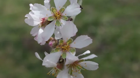 Blooming branches of a fruit tree in spring Video stock 174285142
