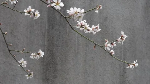 Blooming branches of a fruit tree in spring Video stock 174331991
