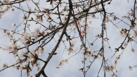 Blooming branches of a fruit tree in spring and the sky Stock Footage 174347596