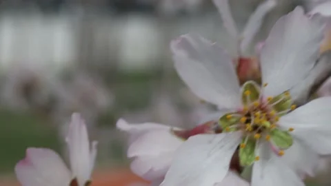 Blooming branches of a fruit tree in spring Stock Footage 174700328