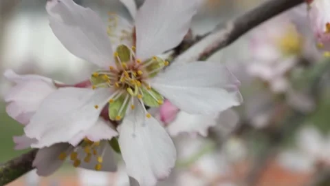 Blooming branches of a fruit tree in spring Stock Footage 175311888