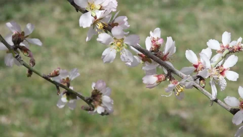 Blooming branches of a fruit tree in spring Stock Footage 175325218