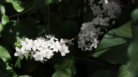 Blooming branches of a fruit tree in spring Video stock 177863027
